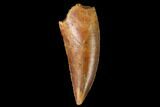 Serrated, Raptor Tooth - Real Dinosaur Tooth #163842-1